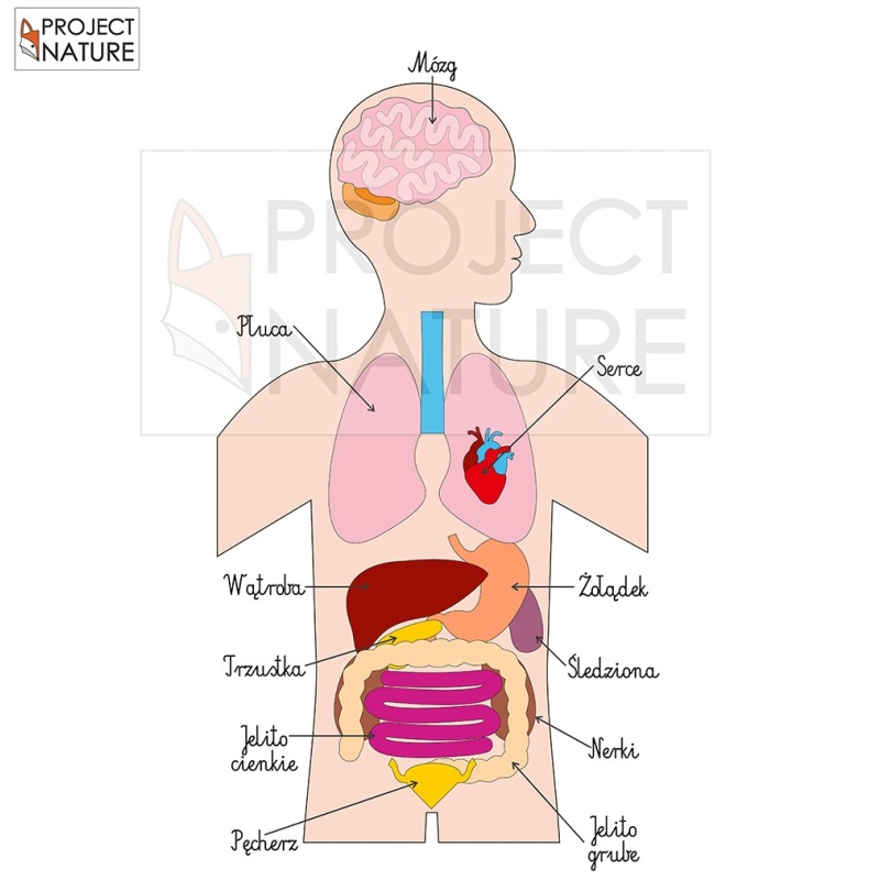 Anatomia Czlowieka Narz dy Anatomiczne Cz owieka Ilustracja Wektor Anatomia Czlowieka Narz dy Anatomiczne Cz owieka Ilustracja Wektor