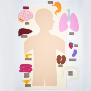 filc, Anatomia człowieka, ciało człowieka, nauka o ciele, nauka o człowieku,